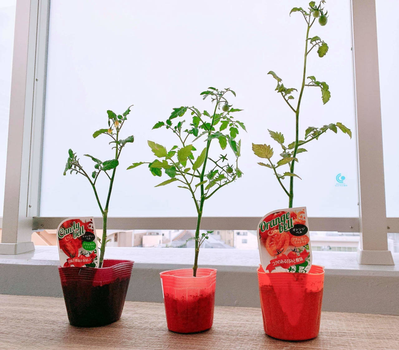 ベランダでミニトマトを育て始めました 準備と植え付け 1日目 みゆともり